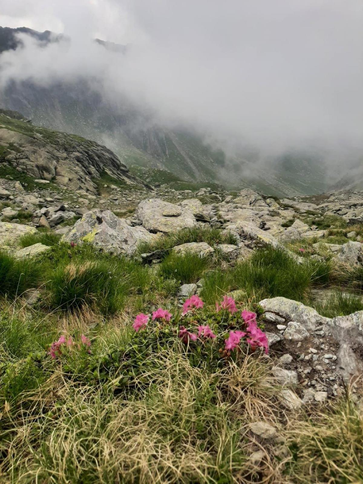 Apartament Casa Oaspeti Transfagarasan Cîrţişoara Zewnętrze zdjęcie